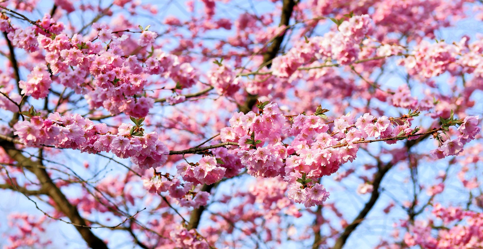 Les Sakura Japonais : L’Éphémère Beauté des Cerisiers en Fleurs
